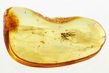 Fossil Dagger Fly and Scale Insect in Baltic Amber #288158-1